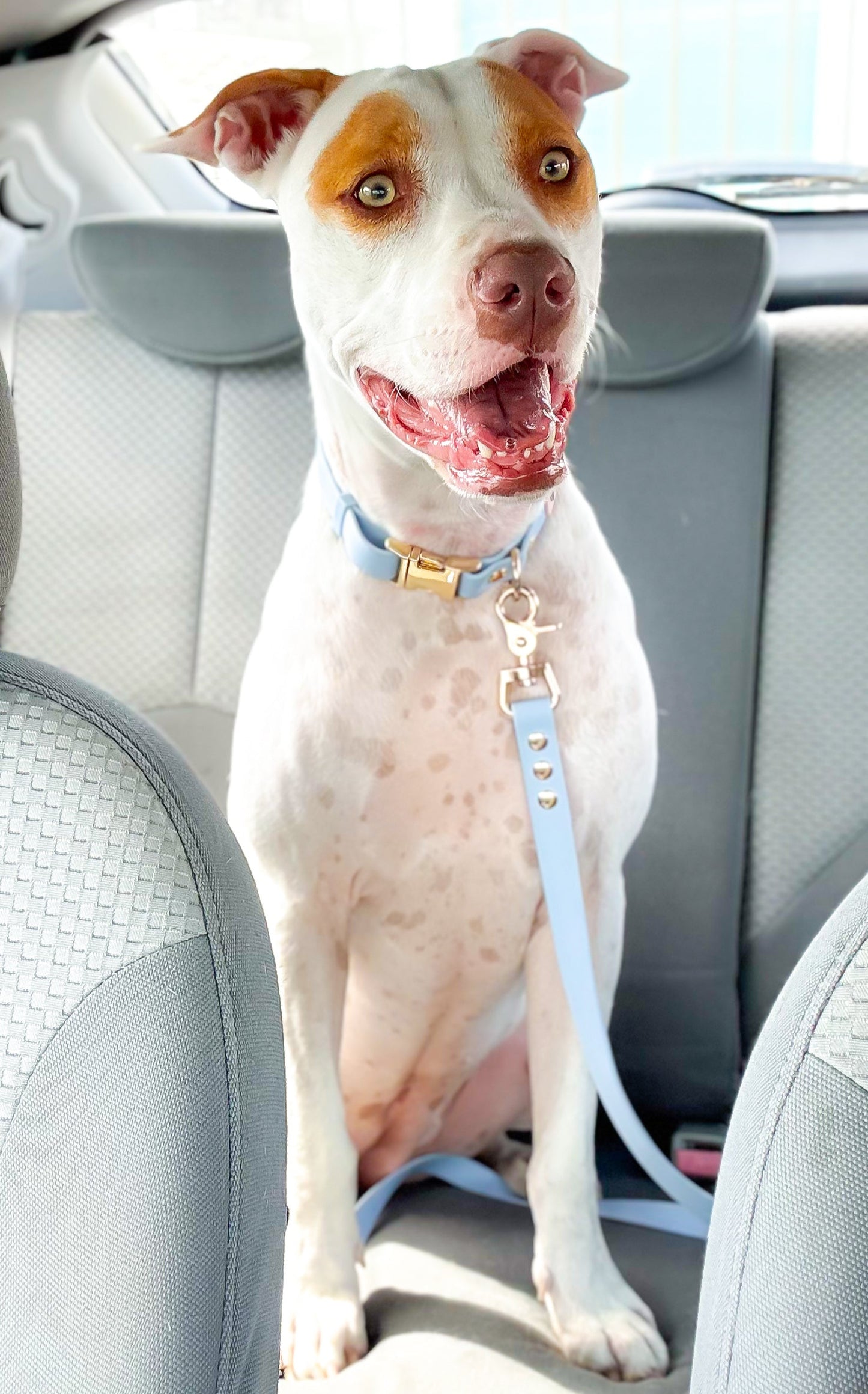 Serenity Blue waterproof collar and leash set with light gold hardware, thoughtfully selected to bring calm, beauty, and ease to every walk you share with your dog.