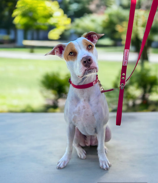 Crimson Red waterproof collar and leash set with light gold hardware, thoughtfully selected to bring beauty, strength, and ease to every walk you share with your dog.