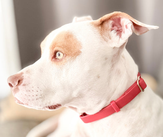 CRIMSON RED WATERPROOF COLLAR