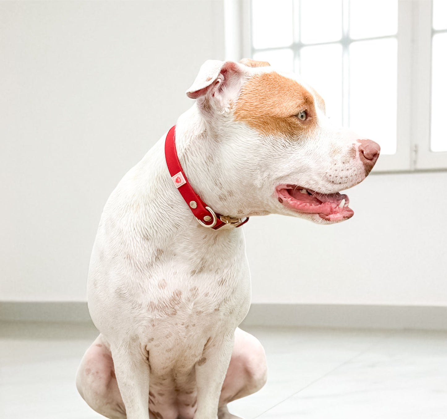 Dog with a red waterproof stylish collar sitting indoors near a window