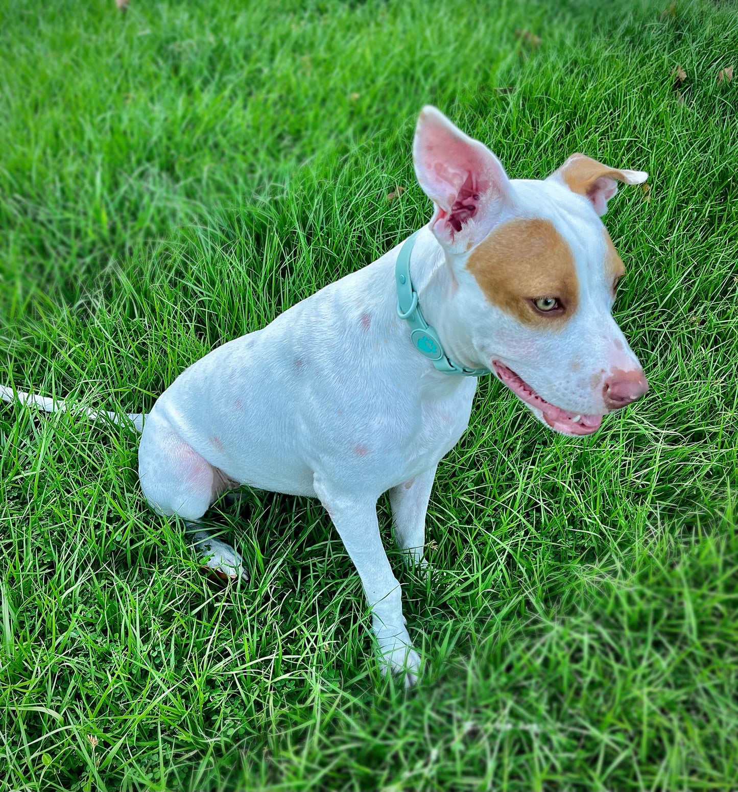 Mint Green waterproof dog collar with soft flexible material and quick-release buckle, thoughtfully chosen to bring comfort, beauty, and ease to your everyday walks together.