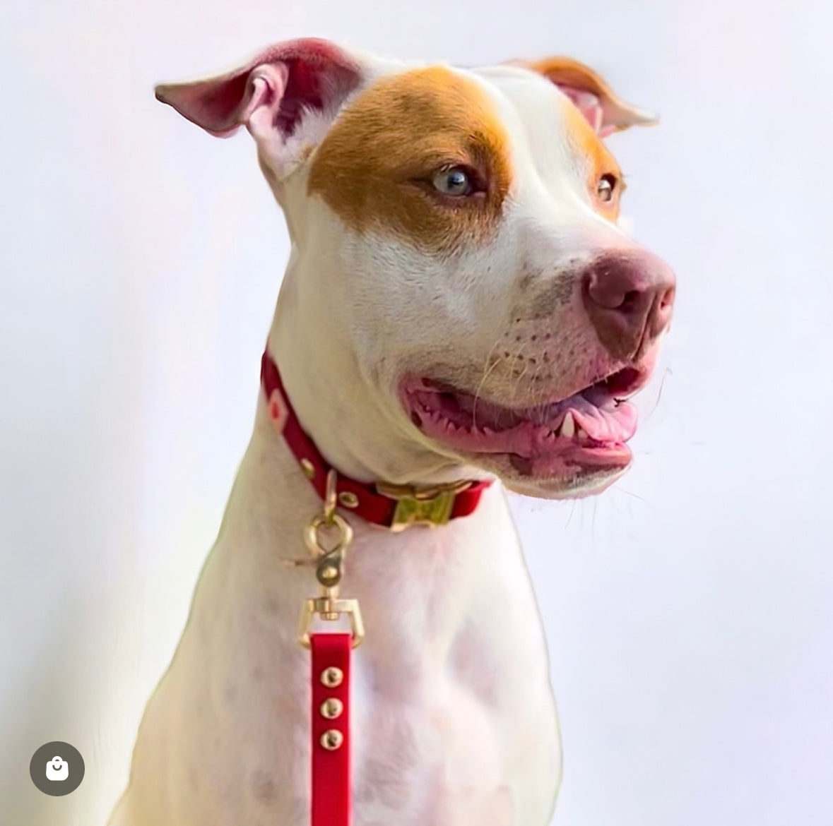 Crimson Red waterproof collar and leash set with light gold hardware, thoughtfully selected to bring beauty, strength, and ease to every walk you share with your dog.