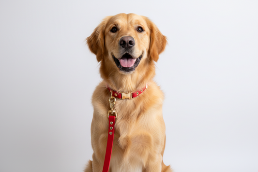 Golden retriever wearing a red collar on a white background