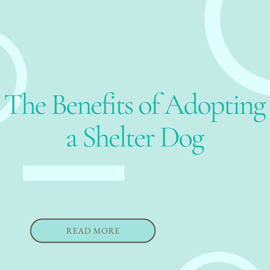 The Benefits of Adopting a Shelter Dog
