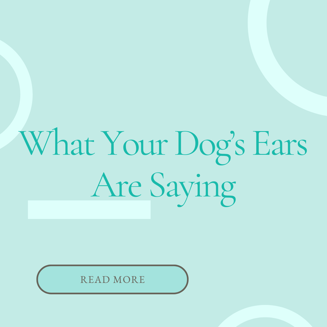 What Your Dog’s Ears Are Saying