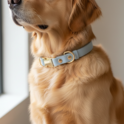 Dog wearing a light blue collar with gold hardware